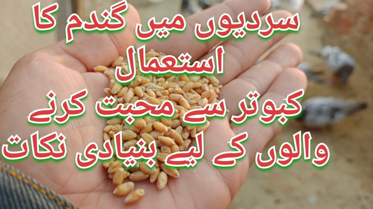 سردیوں میں گندم کا استعمال کبوتر سے محبت کرنے والوں کے لیے بنیادی نکات|niazipigeonclublahore #winter