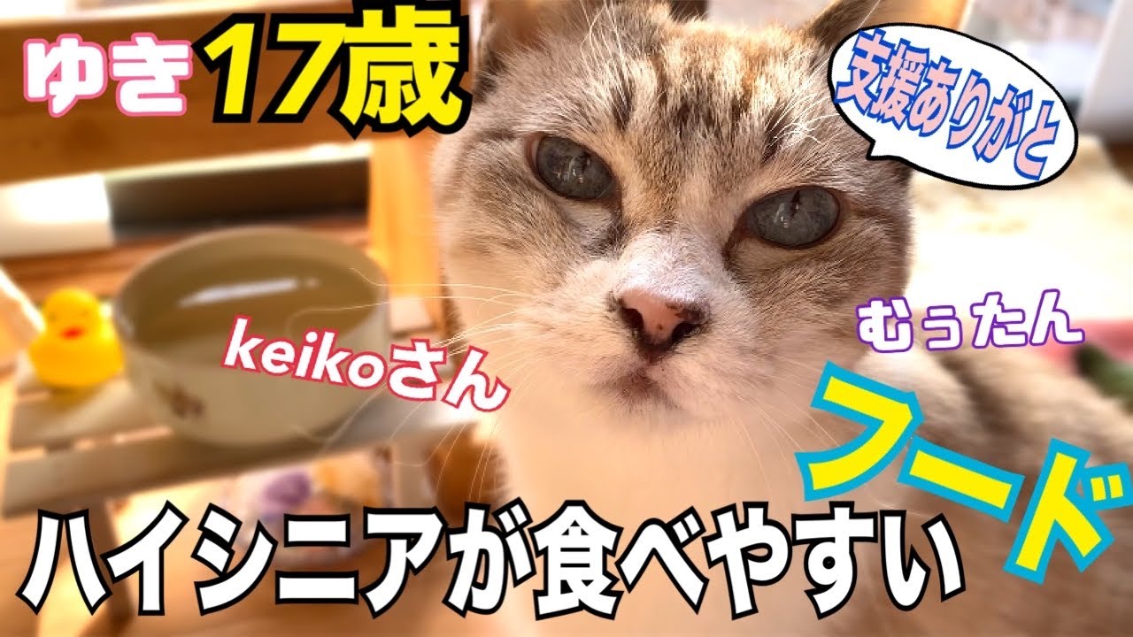 支援して頂いたフードを猫達が食べる動画🩷猫モッパン