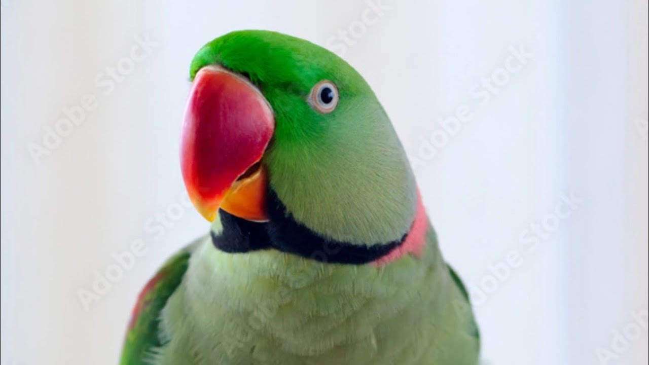 Parrot Spoke! 😲🦜@shoyebraza-u5c 