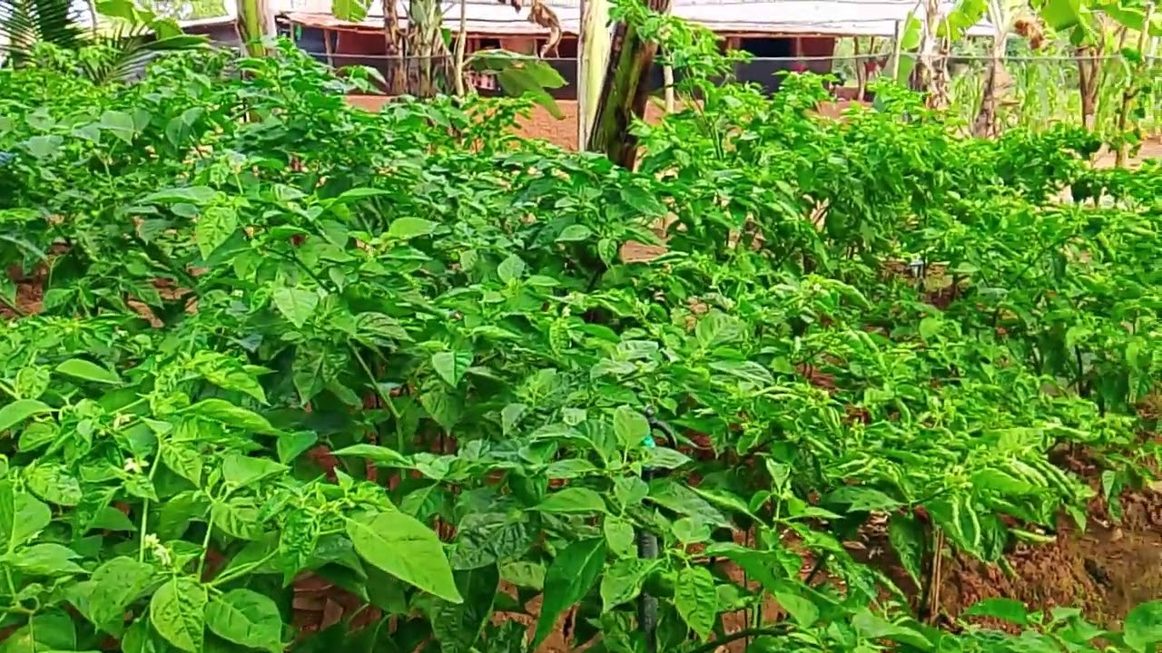 පුංචි අපේ වගාව 🌱💚