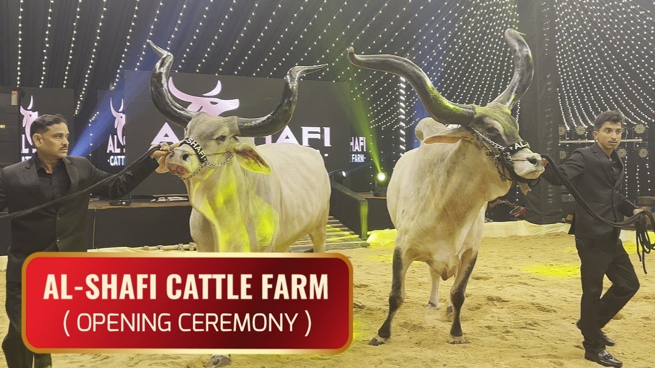 AL SHAFI CATTLE FARM EXPO 2025 || GRAND OPENING CEREMONY || BOSS MAHAJAN ||#cow #cowvideos #cowvlog