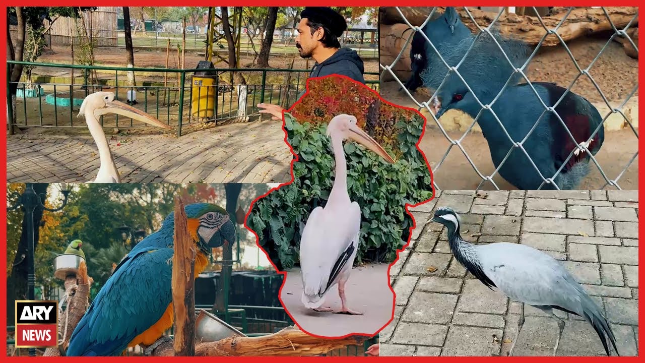 Pakistan's Largest Bird Park | Walk in Aviary | Islamabad | ARY Stories