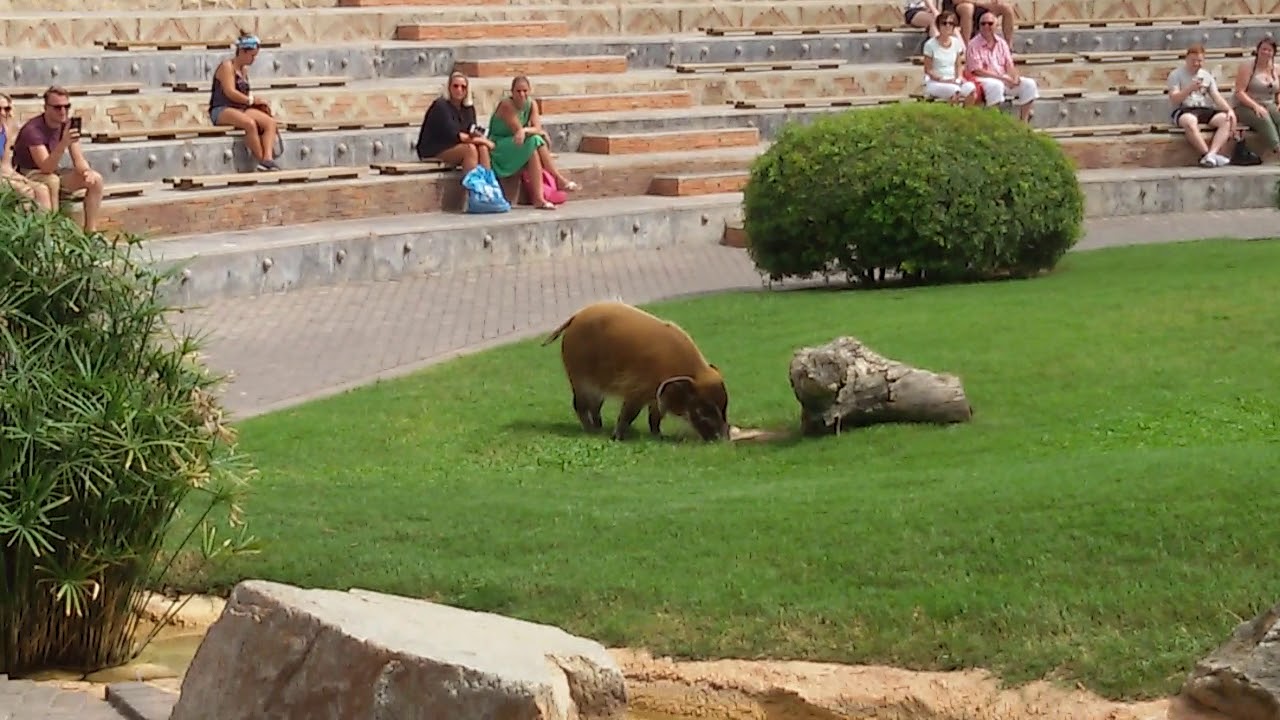 Exhibicion de aves y mamiferos del zoo de valencia bioparc