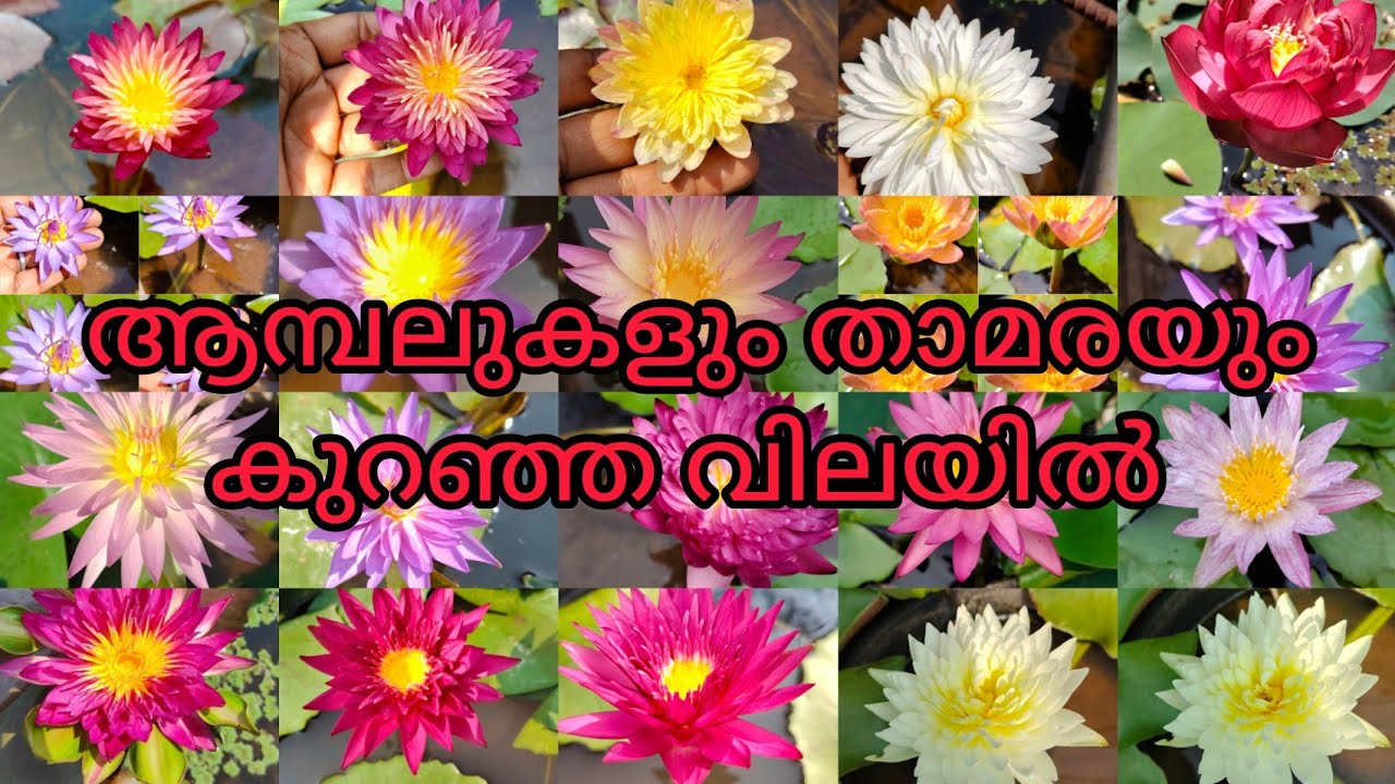 ആമ്പലുകളും താമരയും വില്പനക്ക് #salevideo #9447113941 