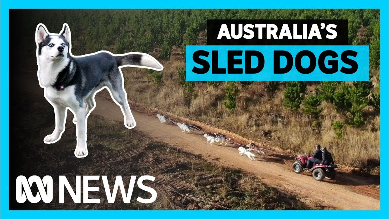 The Australian sled dogs keeping tradition alive | ABC News In-depth