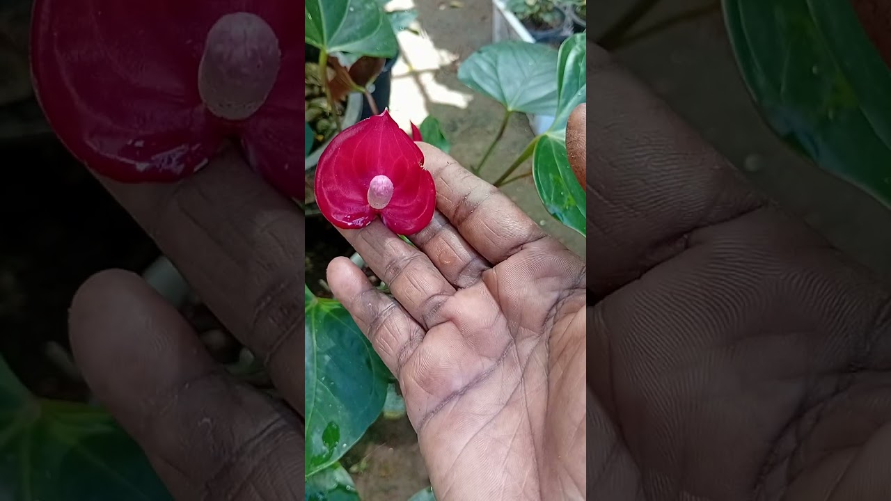 අද මම ඔයාට ගෙනාවෙ ඉතාම වටින අඩු මුදලට පැකේජ් එකක් බලන්නකෝ 📞0771020879💐💐🌋