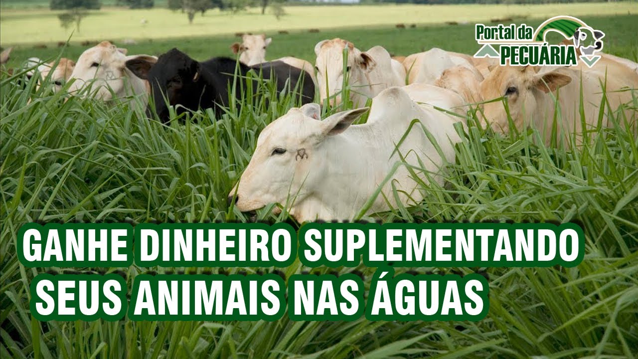 Ganhe dinheiro suplementando seus animais nas aguas
