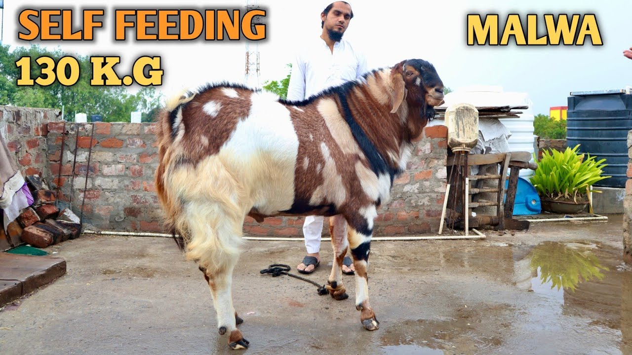 Heaviest Malwa Goat Self Feeding At Tayyab Goat's