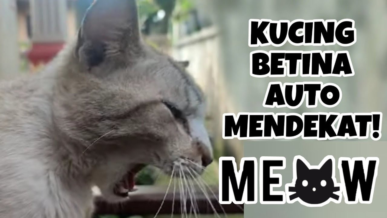 SUARA KUCING JANTAN MEMANGGIL BETINA