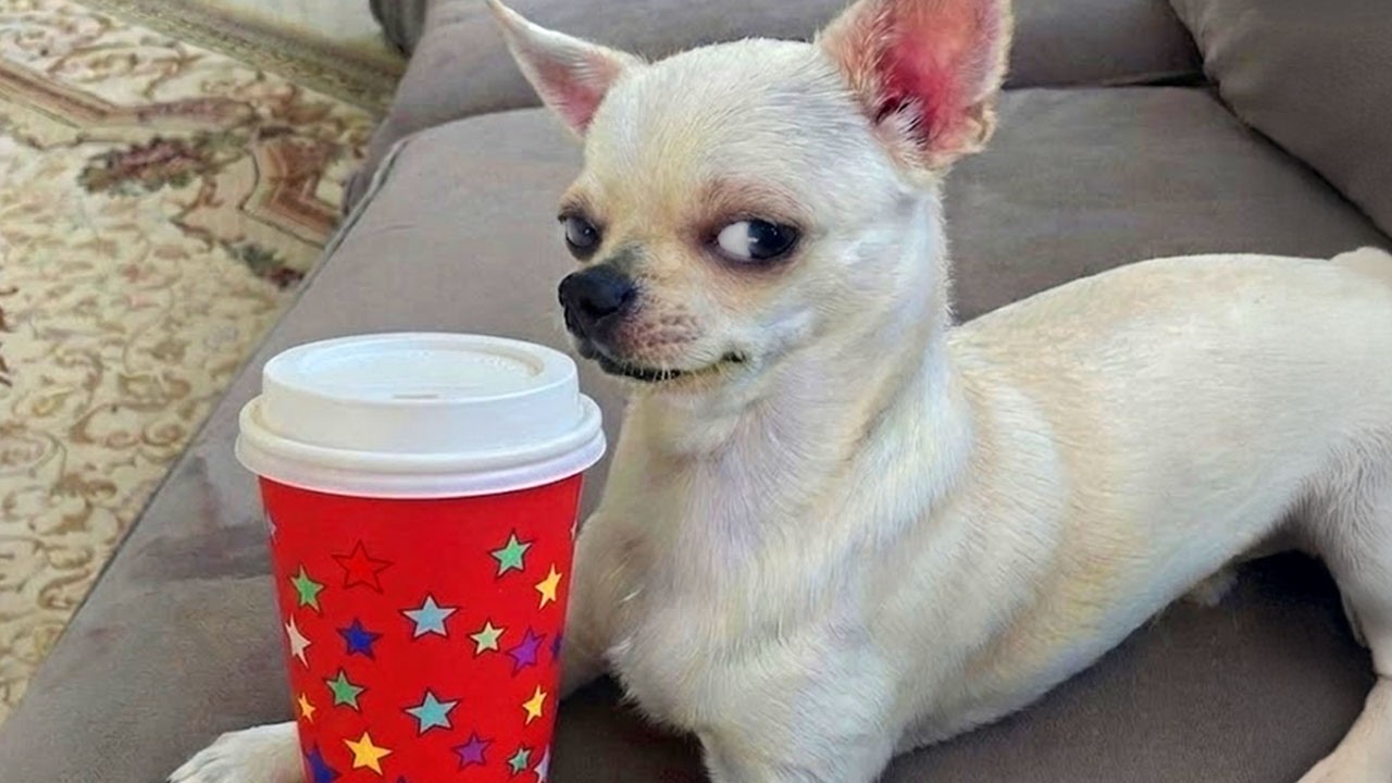 CHIHUAHUAS Get So Overdramatic They Deserve an Oscar 🤣