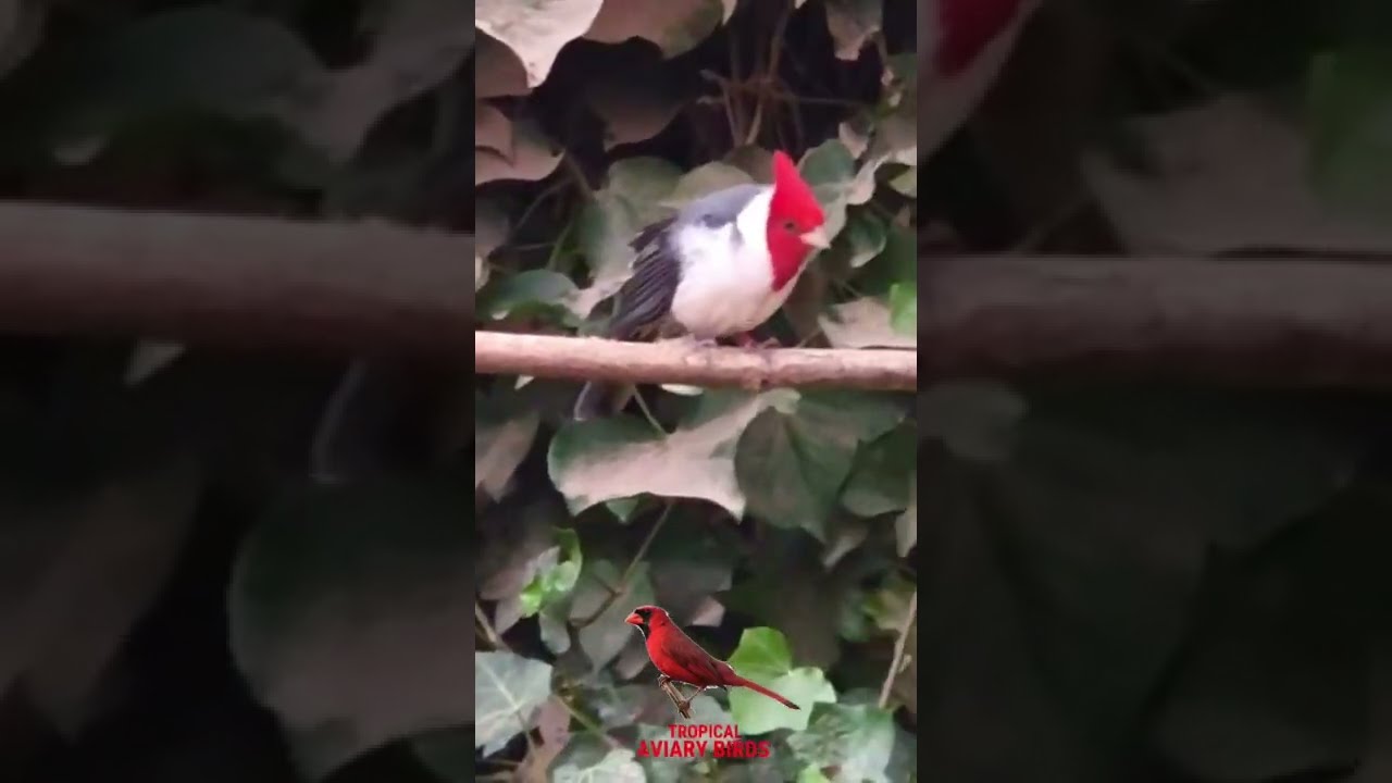 Brazilian Cardinal male song, red-crested cardinal, Hawaiian Cardinal 