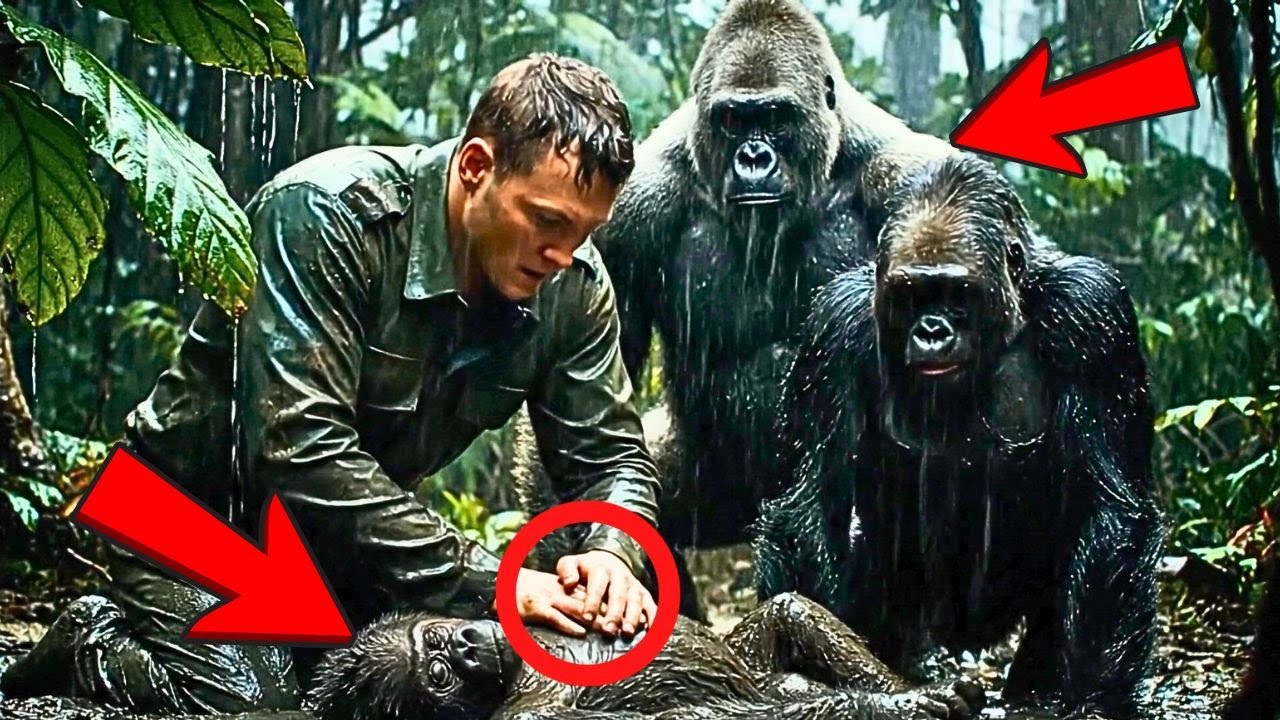 Pensaron que el BEBÉ GORILA había muerto... hasta que el guardabosques lo escuchó llorar