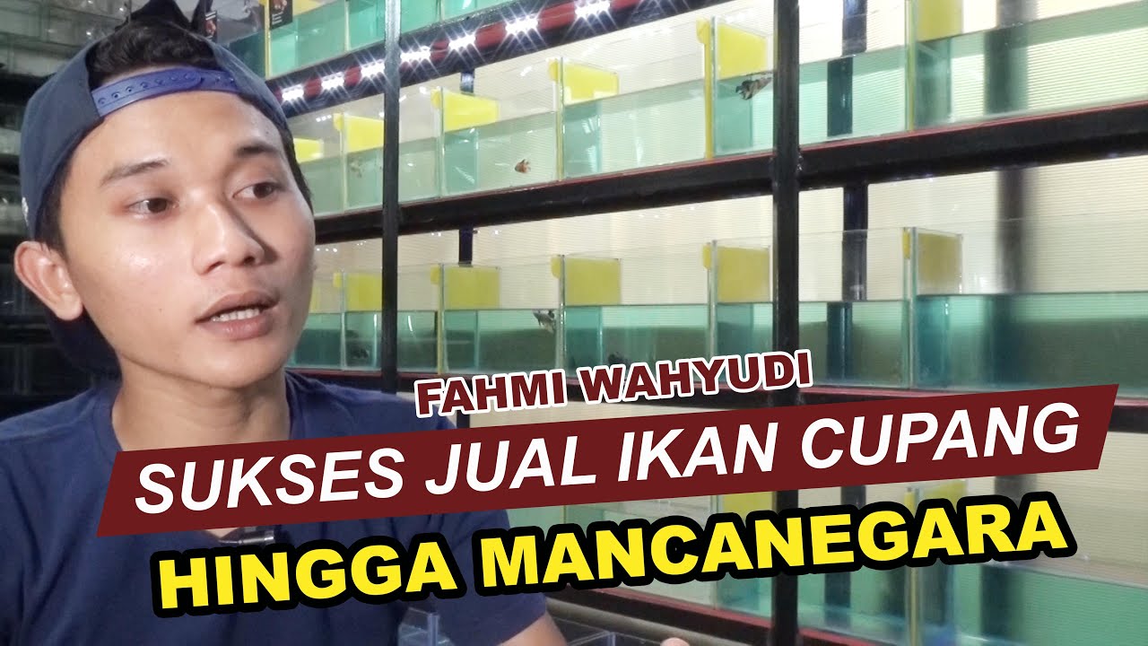 Fahmi Wahyudi Sukses Jual Ikan Cupang Hingga Mancanegara