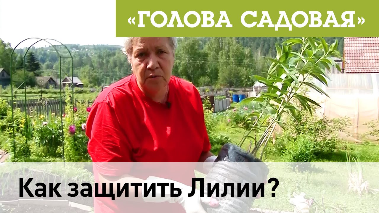 Голова садовая - Как защитить Лилии?