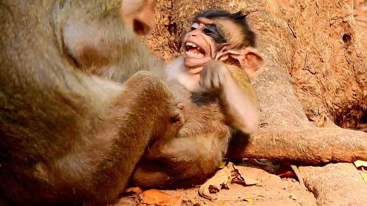 Monkey mom is teaching her infant that she is in charge and she decides when he will be nursed.