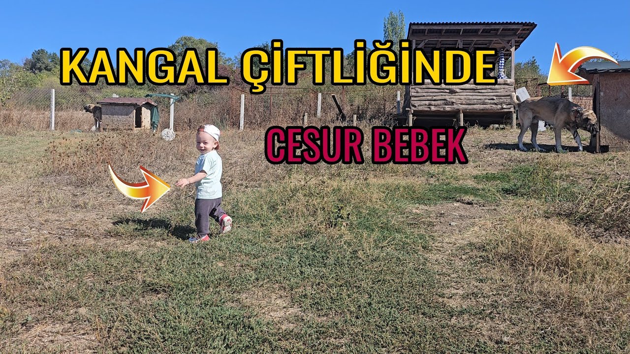KÜÇÜK ADAM YAVRU KÖPEKTEN İLK DAYAĞINI YEDİ ! - BAHÇENİN EN CESUR ELEMANI İŞ BAŞINDA ! 
