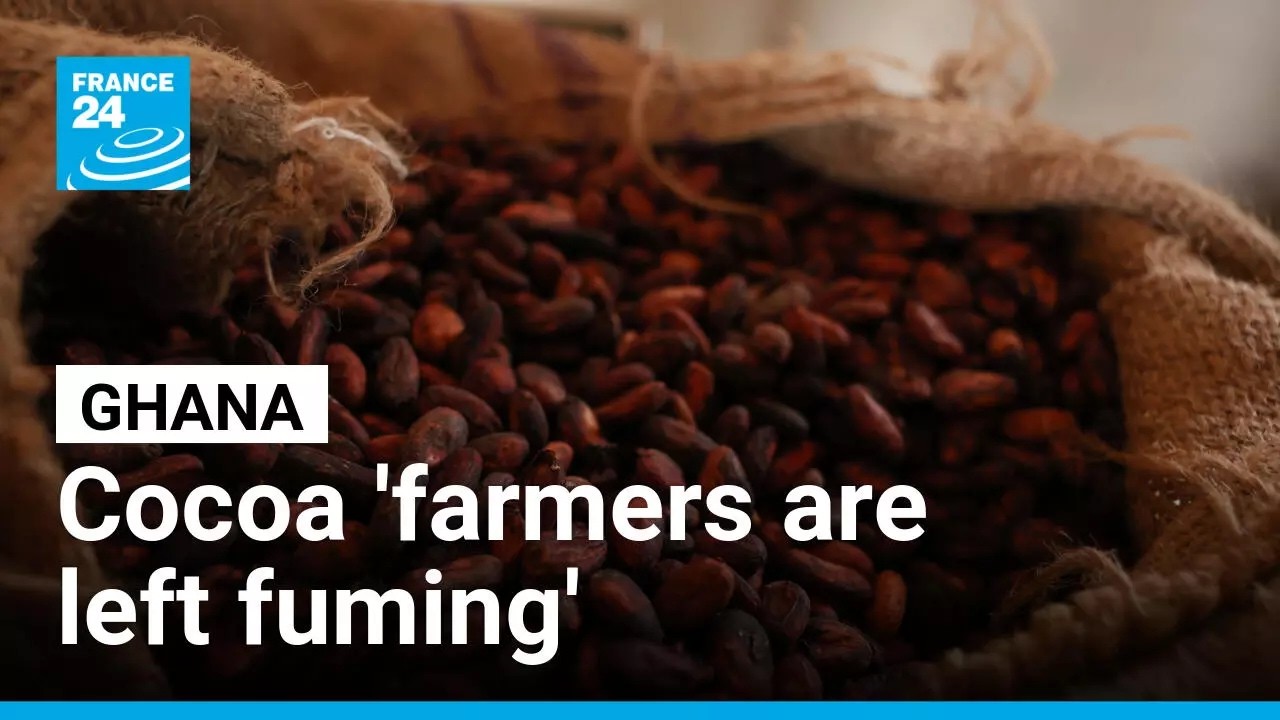 Ghana's cocoa farmers at risk of 20-year prison sentence under new legislation &bull; FRANCE 24 English