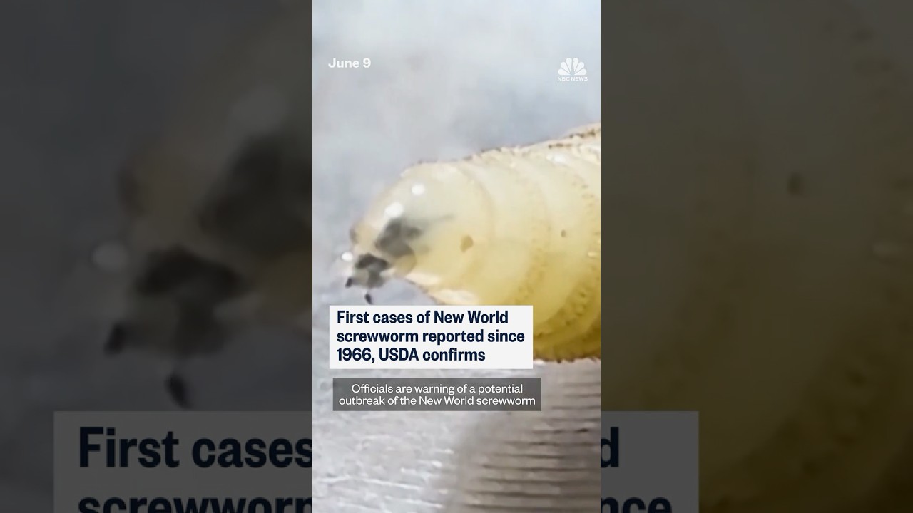 USDA reports five cases of New World screwworm