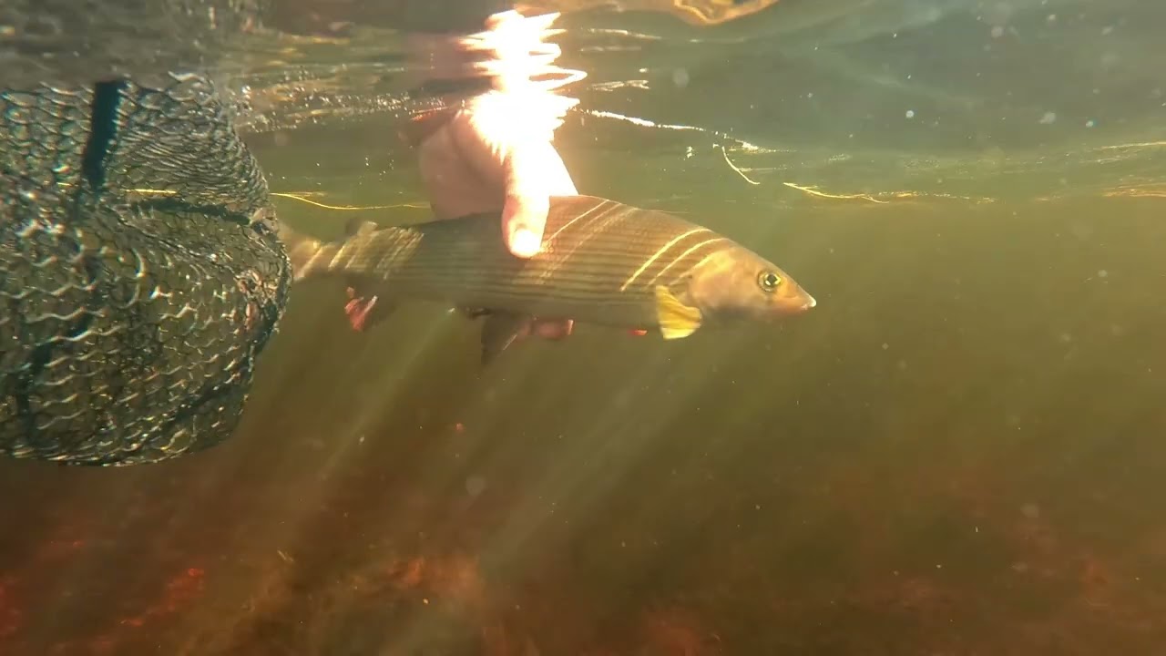 Flugfiske med Torrfluga i Härjedalen del 2
