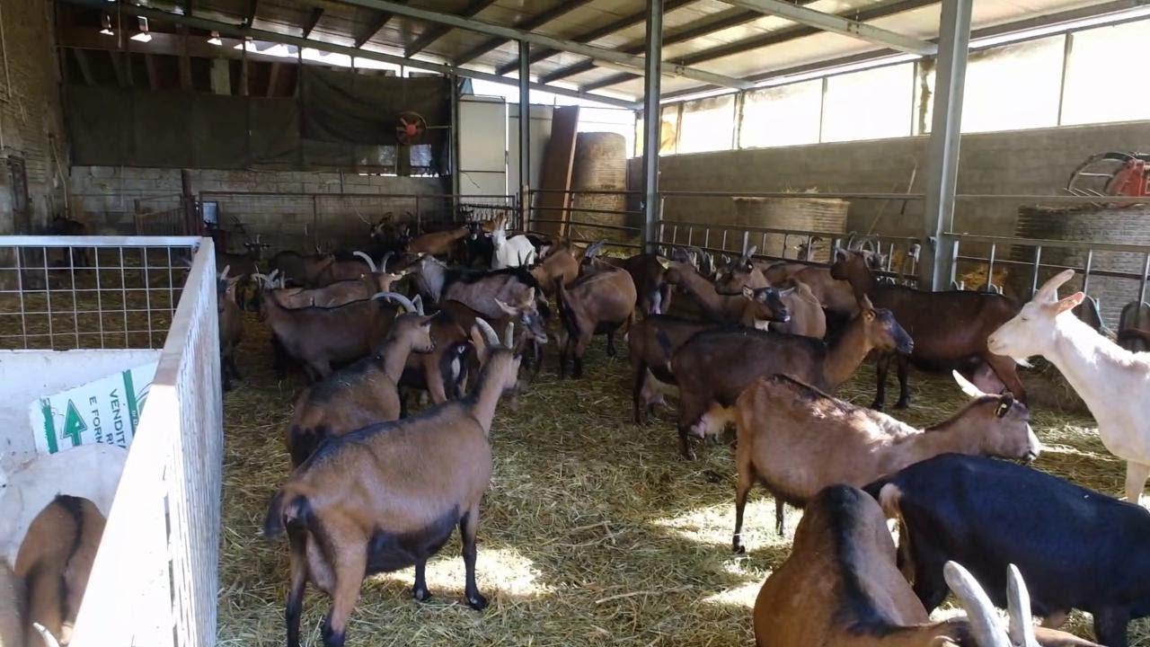 Mantova: latte, formaggio e gelato dal paradiso delle caprette