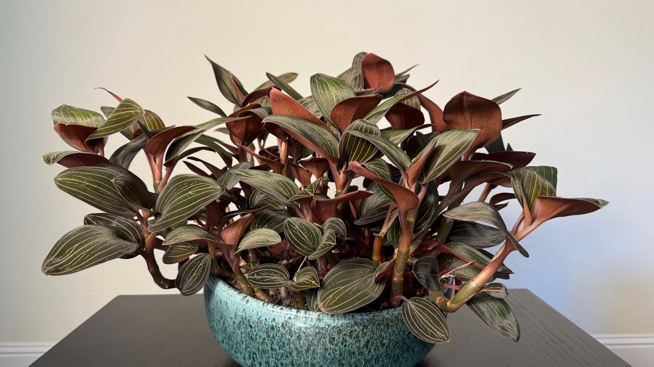 My Beautiful Jewel Orchid + Houseplant Tour | Fall 2024