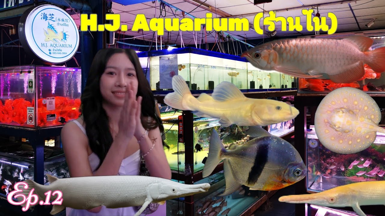 ร้านเจ๊​จือ​ H.J.Aquarium​ (ร้าน​ใน)​🐟 Ep.12
