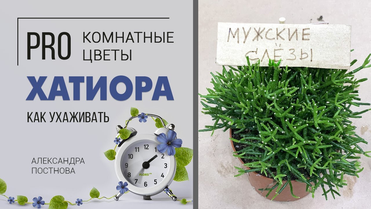 Танцующие кости или мужские слёзы? | Хатиора - неприхотливый суккулент.
