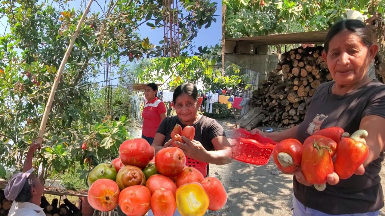 Mira cuantos jocotes marañon boto mi papa ami mama pobre pero con mucha vendiciones de fruta😋😋 
