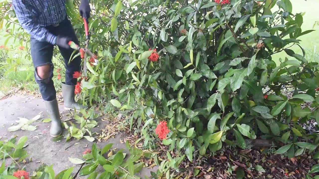 CURSO DE JARDINERIA. TEMA: USO DE LAS HERRAMIENTAS