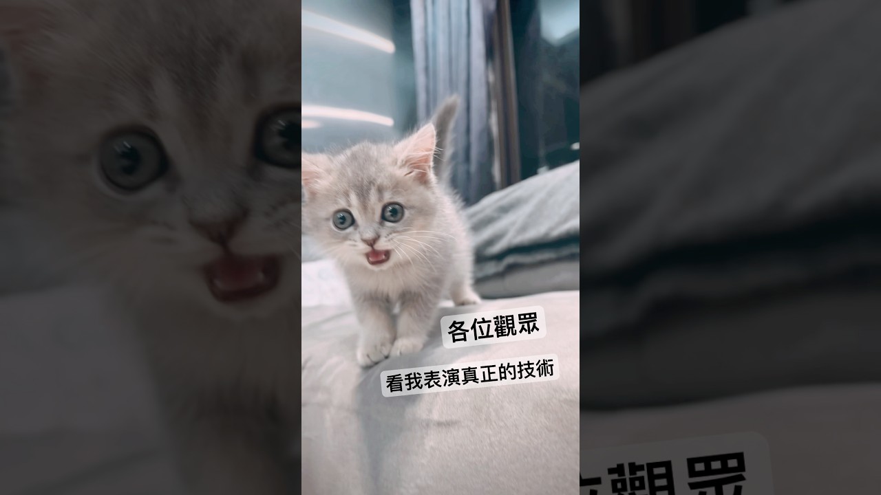 It hurts so much 好痛喔🤕#藍金漸層 #英短寶寶 #BAT卡茨 #Katze #catvideos #cat #batdesign