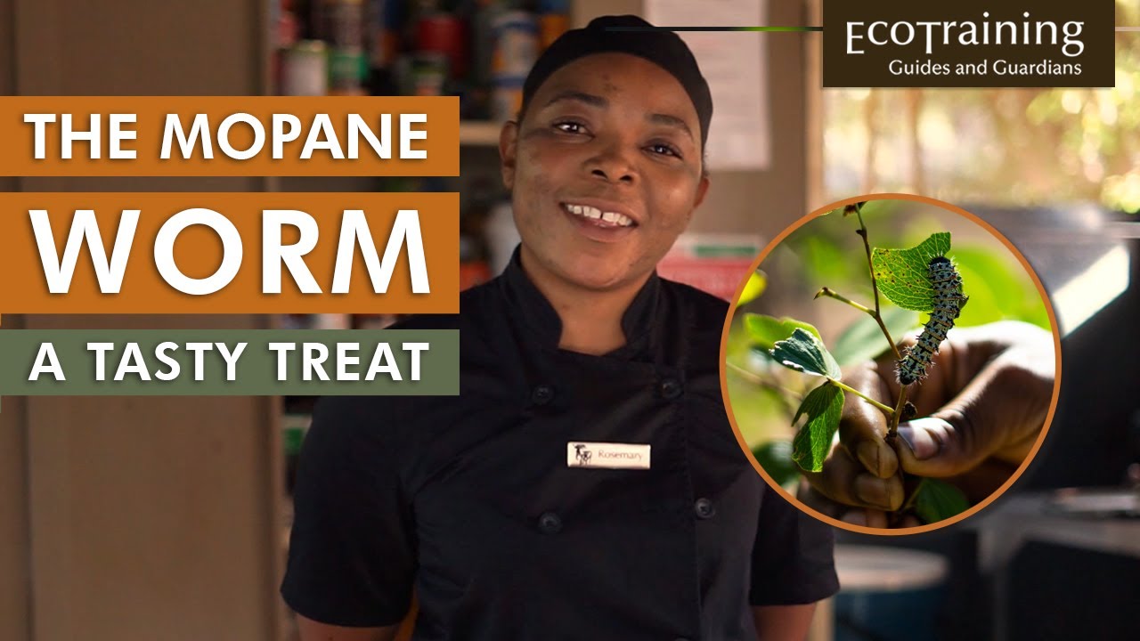 Tickle your Tastebuds | Mopane Worm