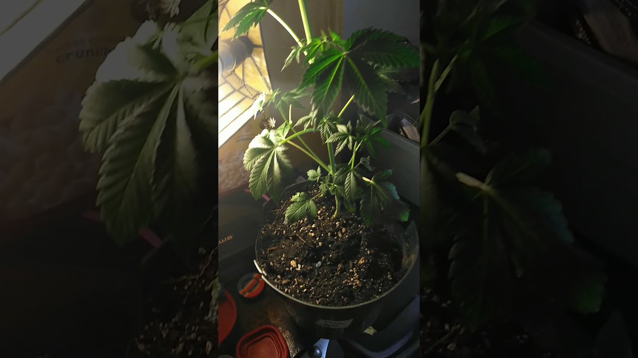 How to identify male cannabis plants.Gilato