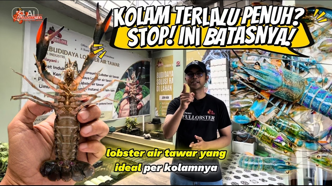 5 CARA MENGHITUNG KAPASITAS KOLAM LOBSTER AIR TAWAR UNTUK HASIL PANEN MAKSIMAL, PEMULA WAJIB PAHAM?!