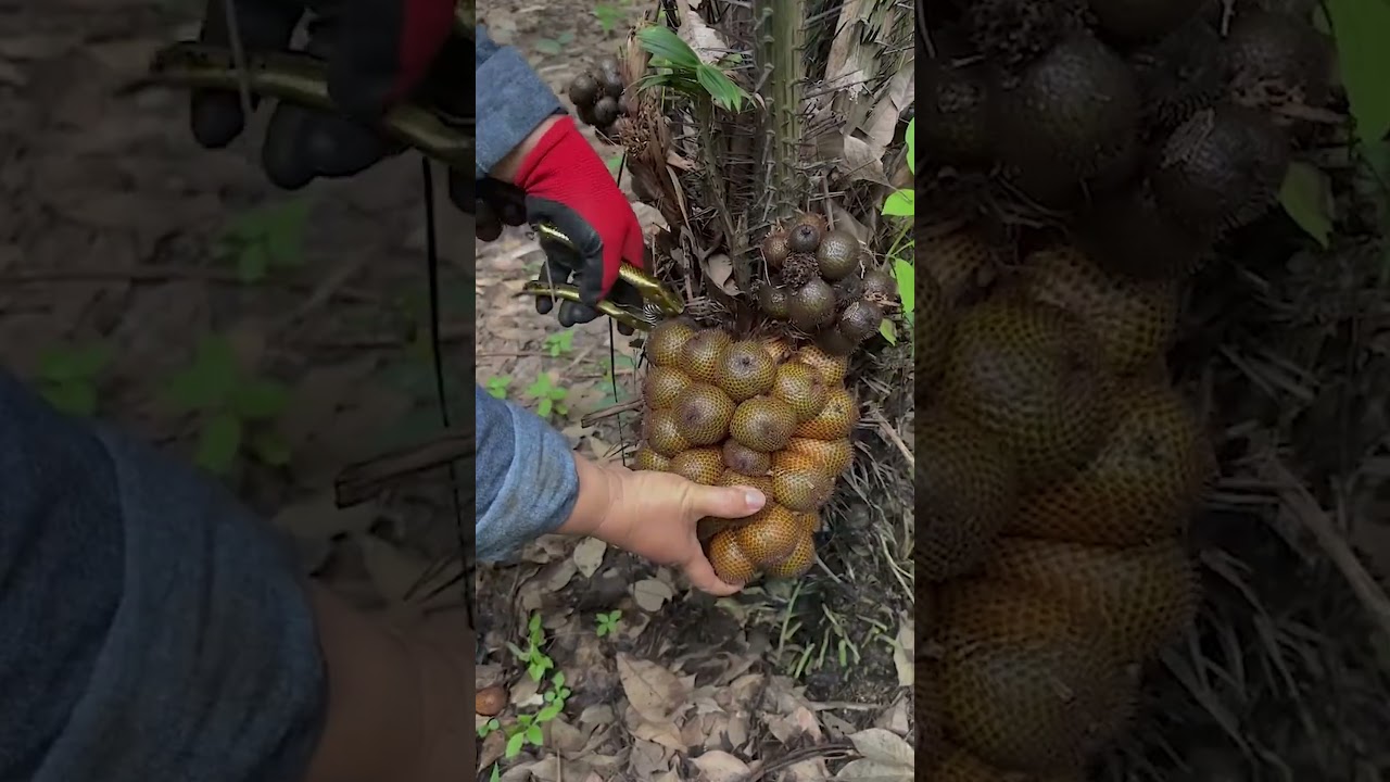 This is how salak &ndash; snake skin fruit &ndash; grows and is harvested Exotic delicacy