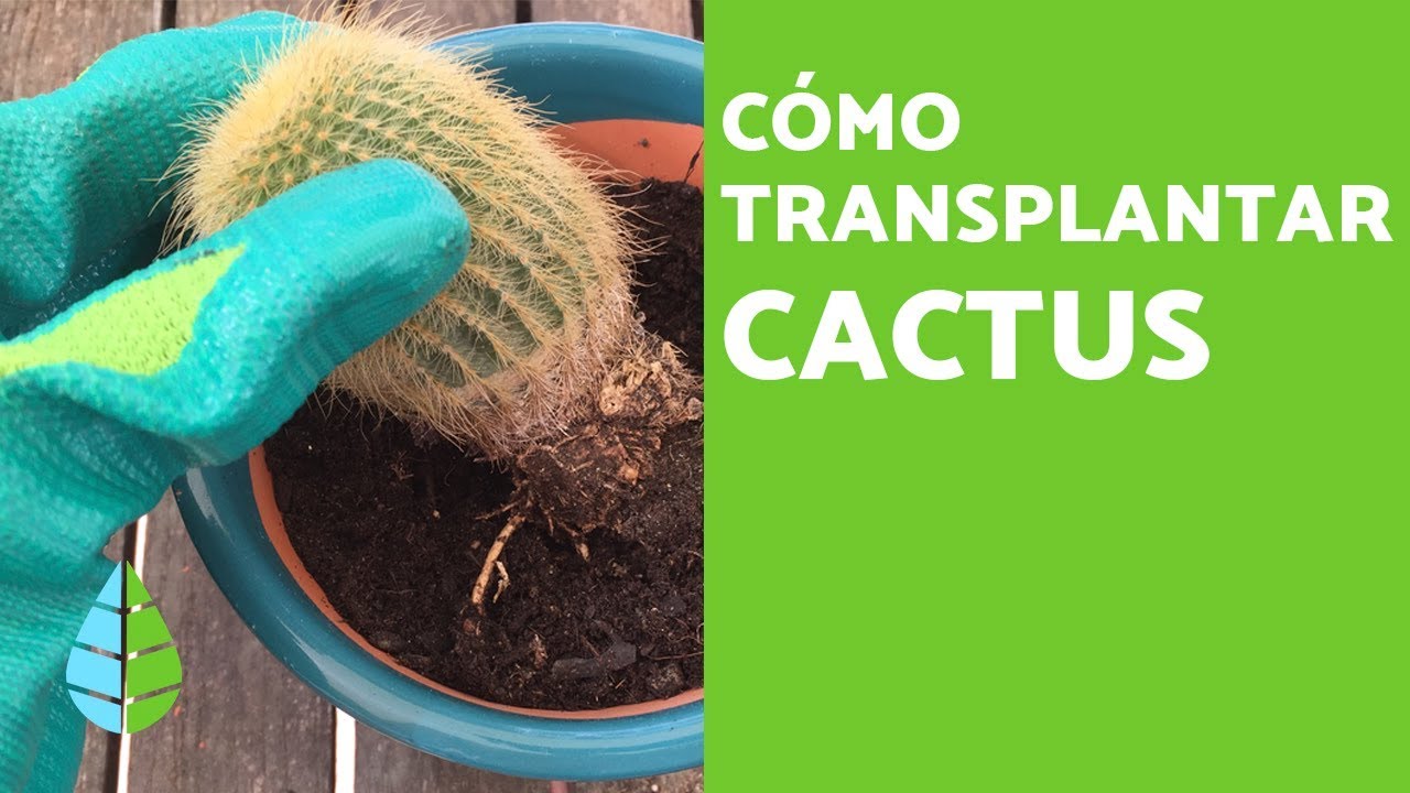 C&oacute;mo TRASPLANTAR un CACTUS y Cu&aacute;ndo hacerlo