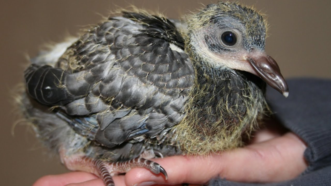 Squab | Quality Meat From An Unlikely Source