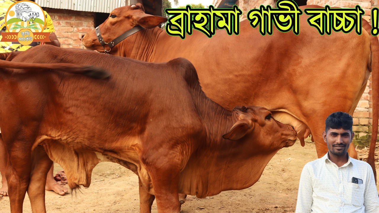 বড় বড় ব্রাহামা গাভী বাচ্চার সুপার কালেকশন ! সোহাগ ভাই মানেই ভি.আই.পি গাভীর শতভাগ দুধের গ্যারান্টি