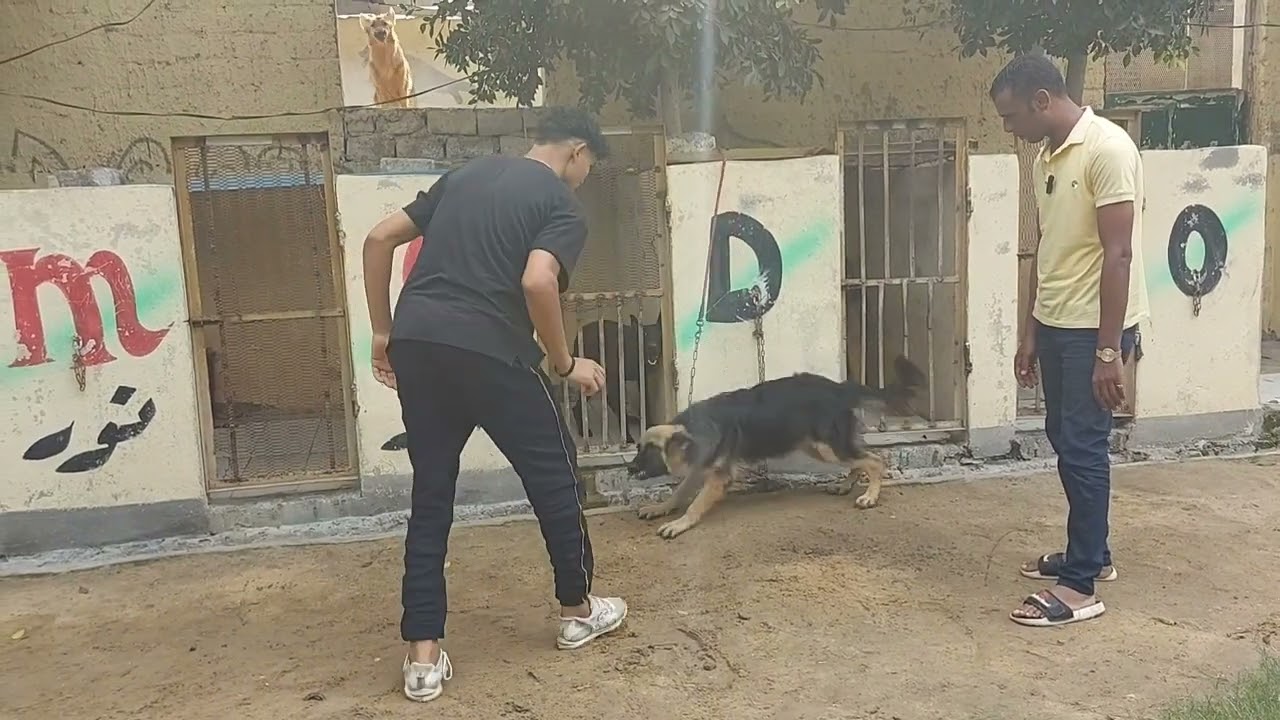 الحركات اللي بتخلي الكلب شرس ويثق في نفسه بسرعه . اول طريقه تشرس بيها الكلب.تدريب الشراسه من البدايه