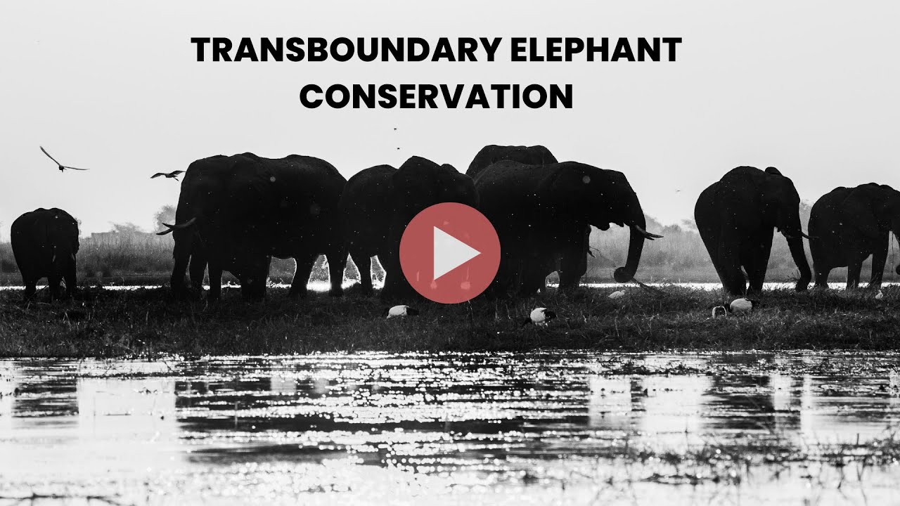 Transboundary Elephant Conservation