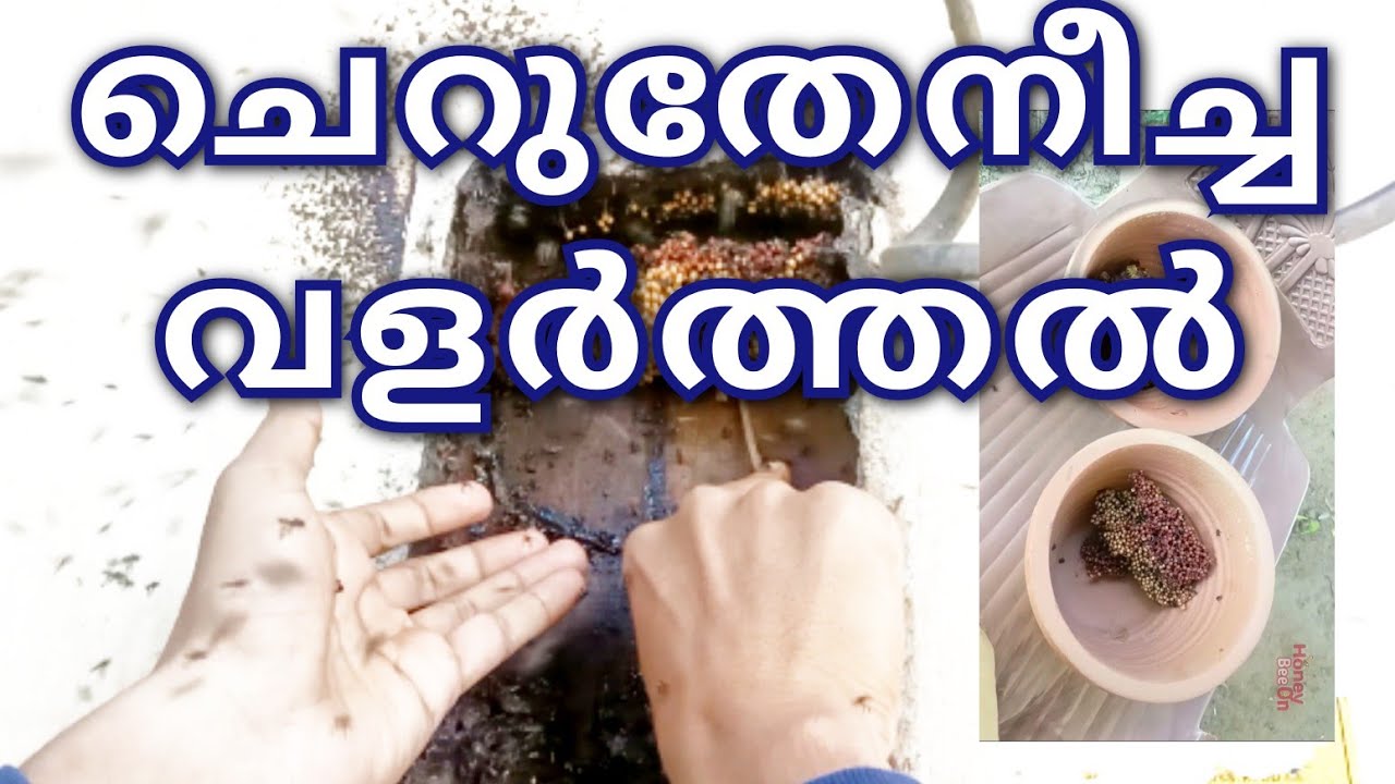 Cherutheneecha Valarthal Malayalam 2023| ചെറുതേനീച്ച വളർത്തൽ എങ്ങനെ ? @honeybeeon