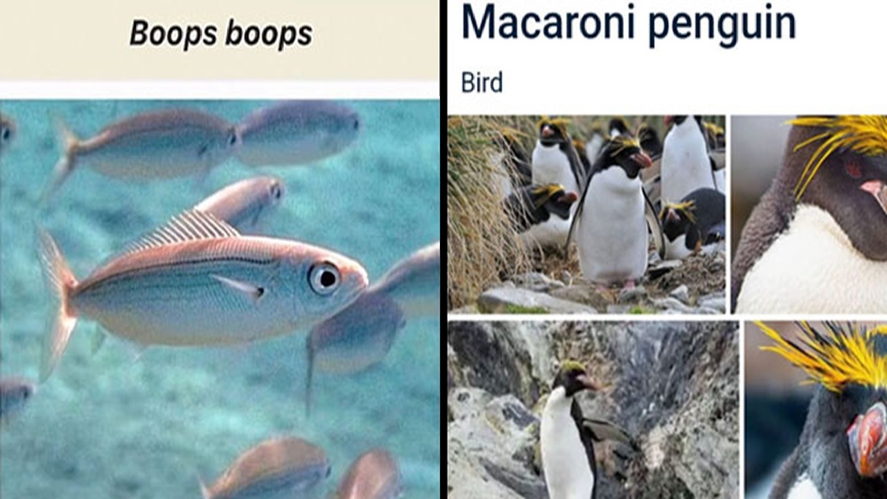Animals With Inappropriate Names 😳 Did Scientists Lose a Bet?
