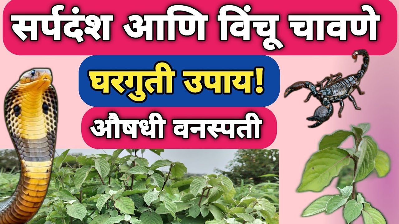 सर्पदंश किंवा विंचू चावला तर काय करावे | रामबाण उपाय | Vinchu Chavane Gharguti Upay | Snake Bite