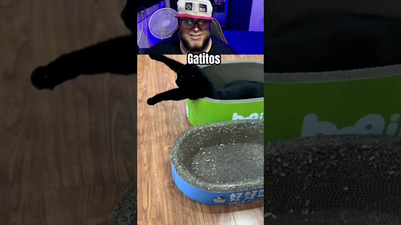 Gatitos randoms #reaccion #videoreaccion #reaccionando #humor #memes