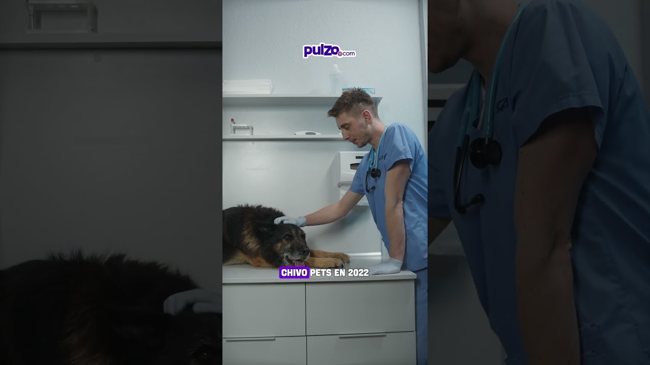 Bukele anunci&oacute; plan para rescatar perros y gatos | Pulzo