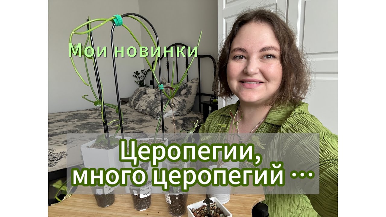 НОВЫЕ растения | церопегии | хойя| каудексы