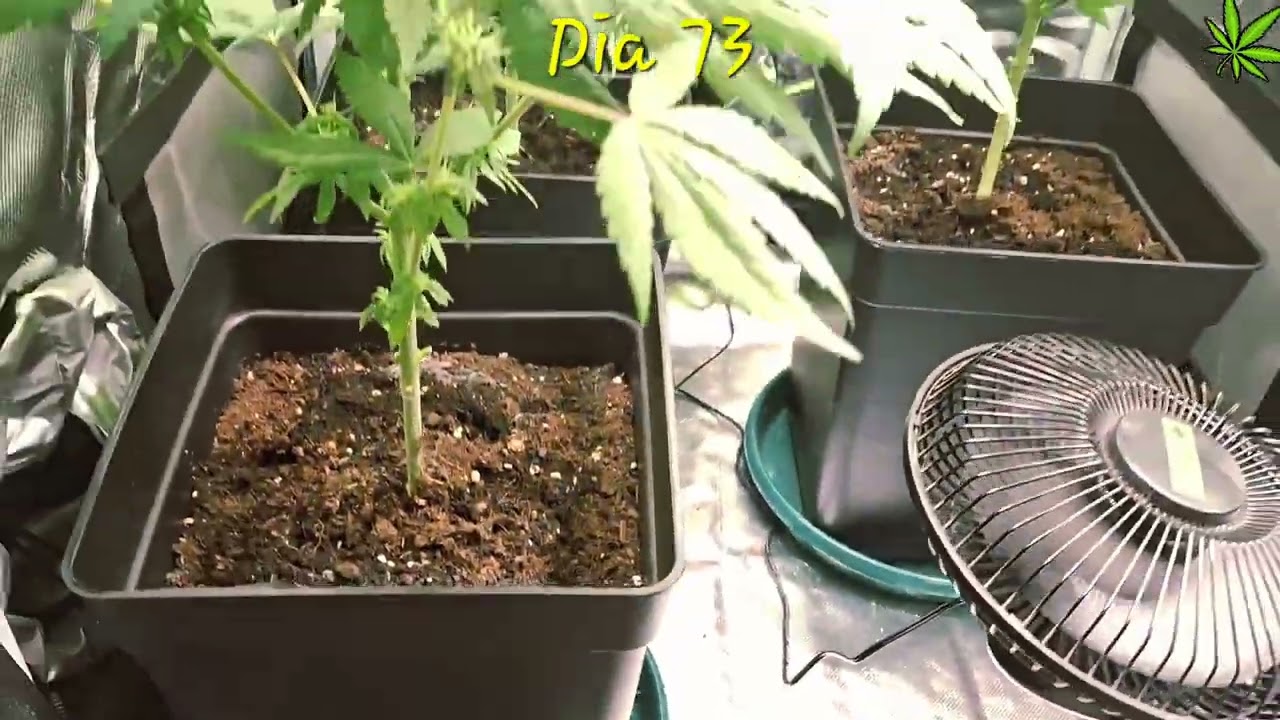 Cultivo indoor🍁 dia 73 desde 0 🌬🚬 #indoorplants #indoor #cultivoindoor #autocultivo #legalizacion 