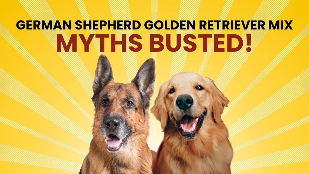 German Shepherd Golden Retriever Mix – Myths Bursted!