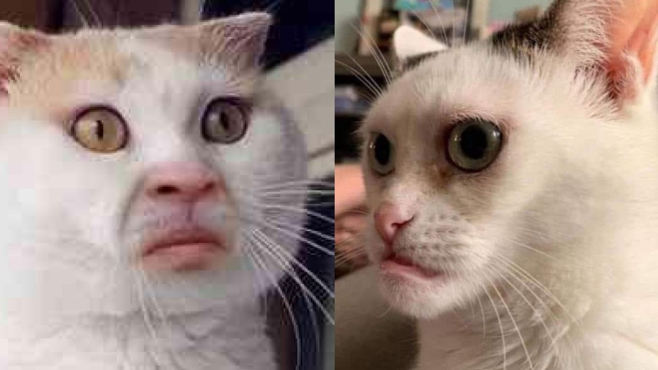 🐱😂Самые смешные кошачьи неудачи года, которые заставят вас смеяться до слез! 🐱😂