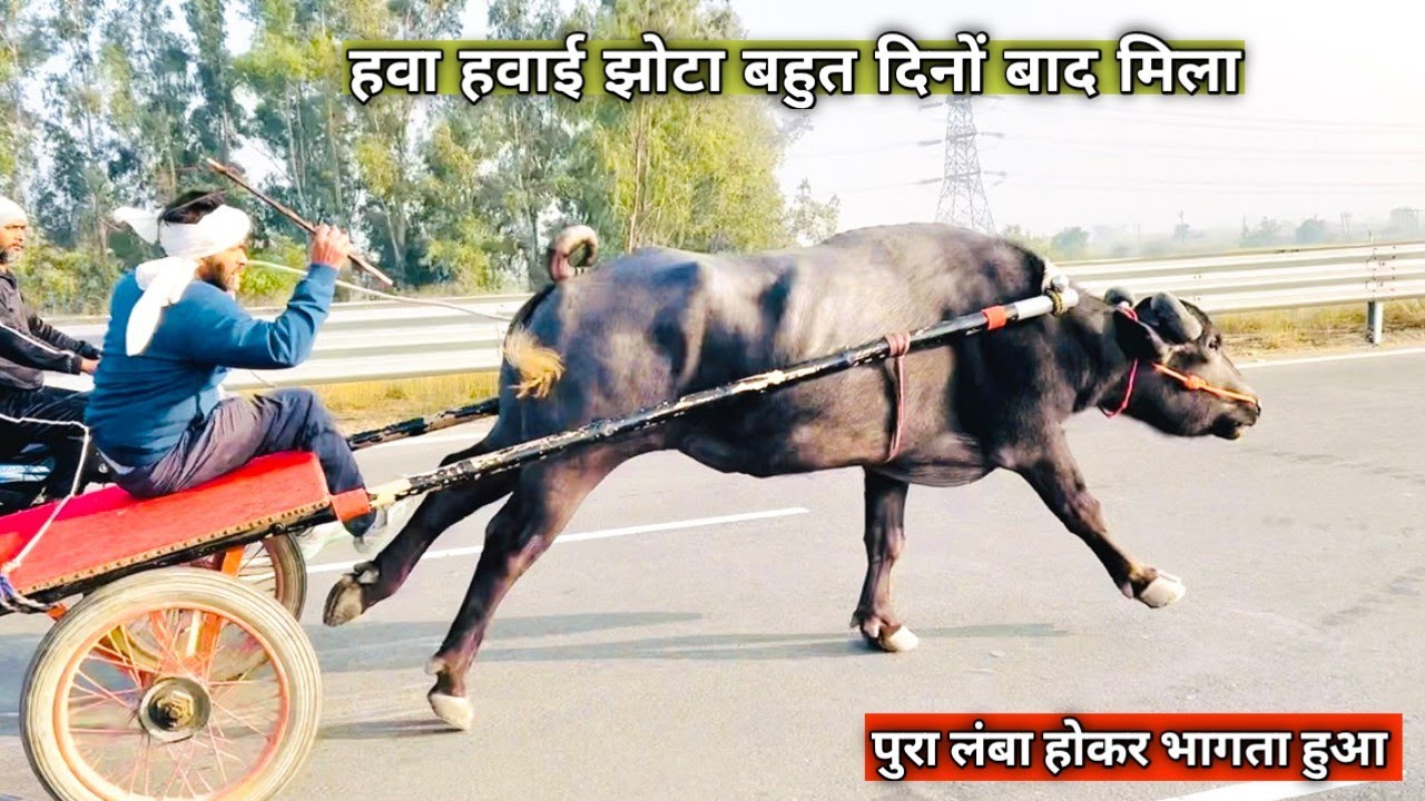 धुवा धार झोटा दोपहर मे ही उठा दिया धमाल हवा हवाई झोटा पुरा लंबा होकर भागता हुआ हटा हट कर रहा