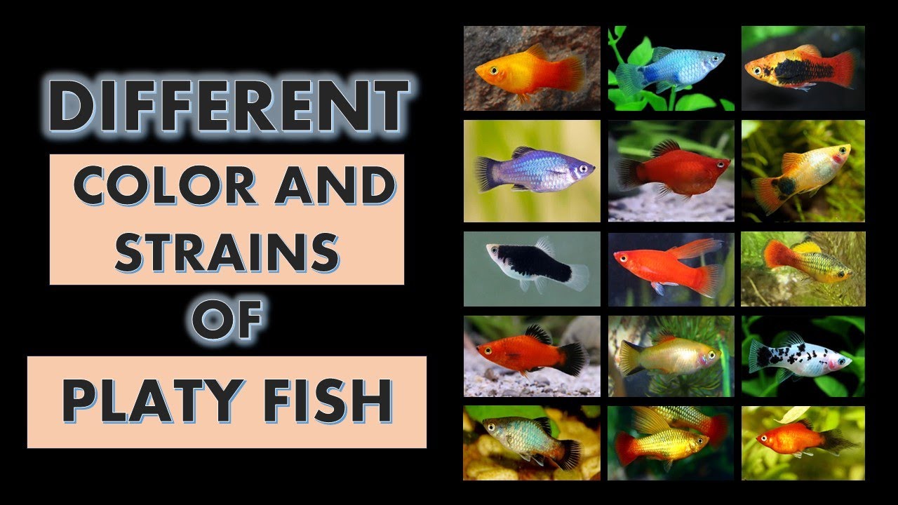 Different Color and Strains of Platy Fish (Xiphophorus maculatus) l Kinds of Platy l Types of Platy